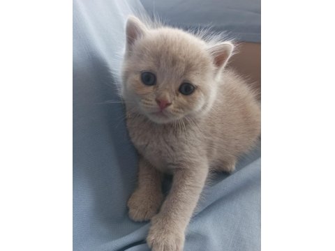 British Shorthair Scottish Fold Yavru Kedimiz
