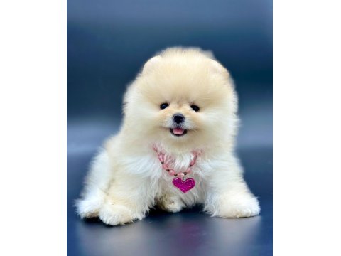 Safkan Pomeranian Boo Yavrularımız