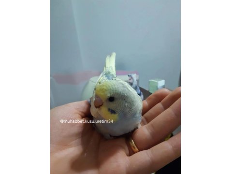 Konuşma Eğitimi Verilecek Yavru Muhabbet Kuşları