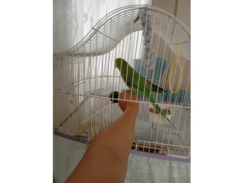 6-7 Aylık Isırma Bağırma Bilmez Pakistan