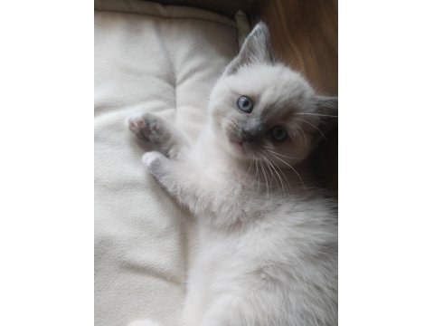 Minik Ragdoll Patilerimiz Sevgi Dolu Ailelerini Bekliyor