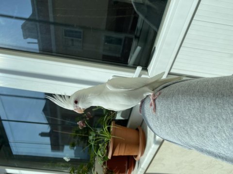 Albino Yavru Sultan Papağanı