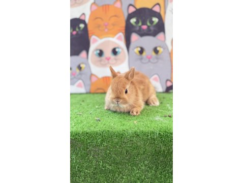 Cüce Tavşan Yavruları