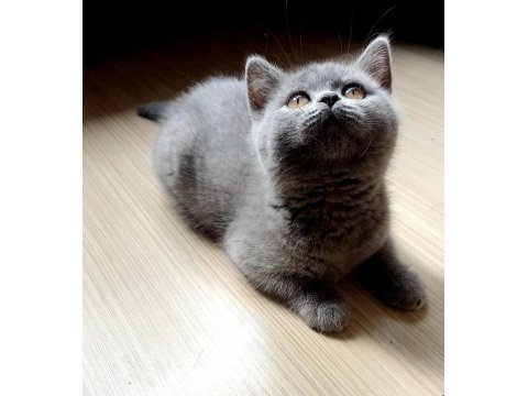 Klasik Blue Renk British Shorthair Dişi Yavru