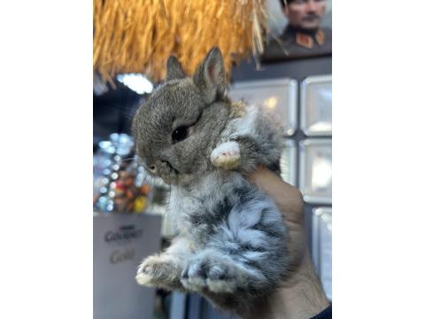 Sevimli Cüce Tavşan Yavrularımız