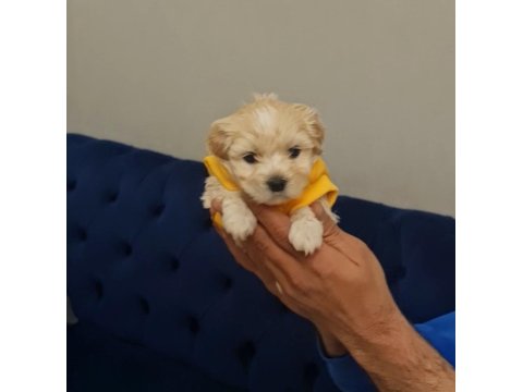 Teslime Hazır Minyatür Maltipoo Minnaklarım