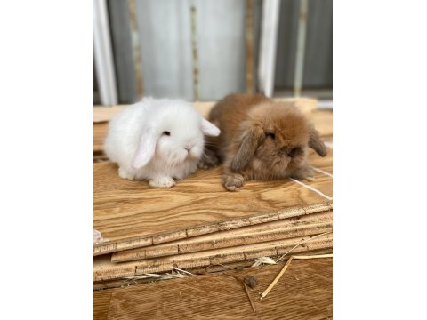 Hollanda Cüce Ve Mini Lop Tavşanlar Her Yere Gönderim
