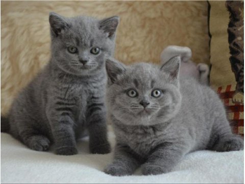 Irk Ve Sağlık Garantili Ayı Surat British Shorthair Bebekler