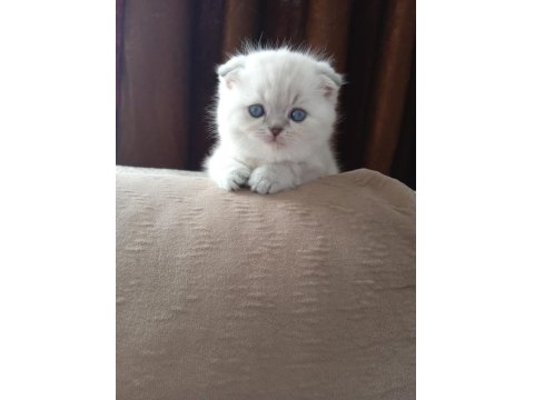 Scottish Fold Lynx Point Dişi Top Kafa