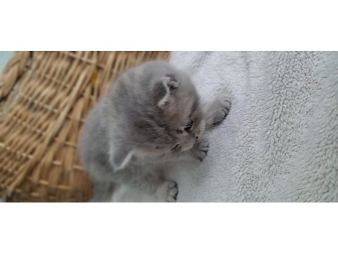 1 Aylık British Shorthair Yavrular