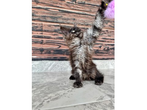 Wcf Kayıtlı Full Şecereli Şampiyon Soylu Maine Coon Yavruları