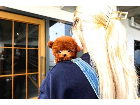 Safkan Toy Poodle Bebeklerimiz