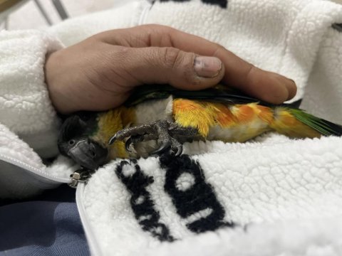 Full Evcil Caique İnsan Ayrımı Yapmaz