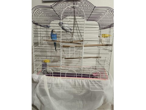 2 Adet Erkek Muhabbet Kuşu Satılık