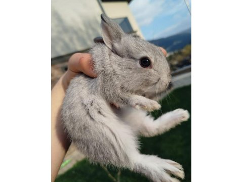 Mini Cüce Tavşan Yavruları