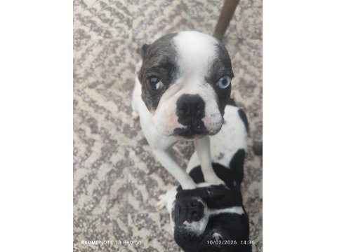 French Bulldog 9 Aylık