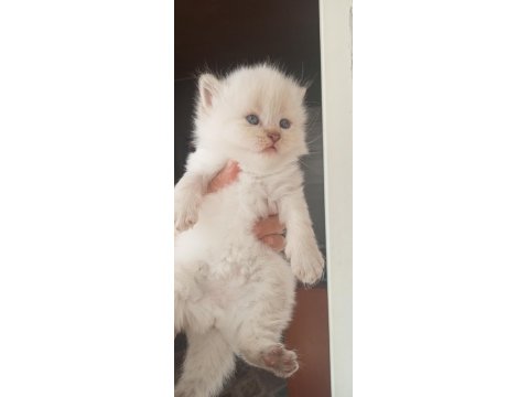 British Ve Scottish Minnoşlar