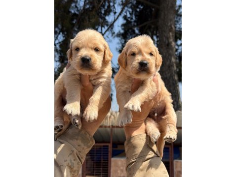 Golden Retriever Yavrularımız Büyüdü