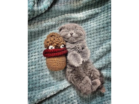 Beklenen İlan Açıldı A+ Sıfır Kulak Scottish Fold Yavrular