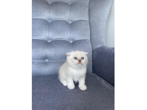 Scottish Fold Yavru