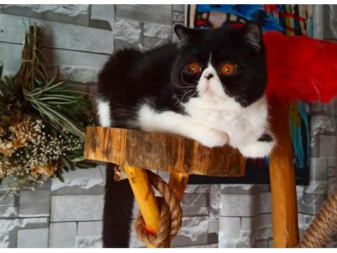 Cfa Şecereli Exotic Shorthair Dişi