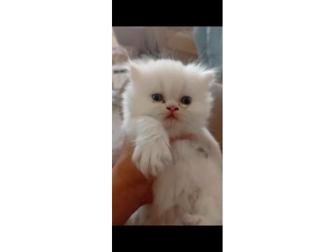 İran Kedisi Yavrularımızın Yeni Ailesi Olmak İster Misin