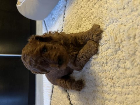 Toy Poodle Köpeği