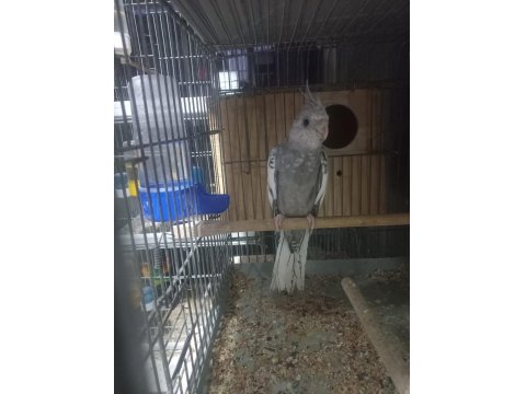 Sultan Papağanı Yavrusu