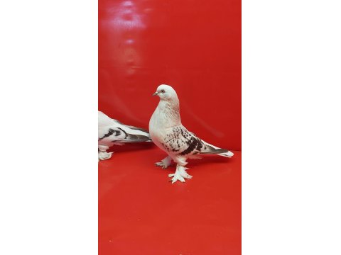 Şebap Mavi Çakmaklı Güvercin