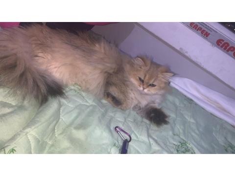 Sevgi Dolu British Longhair Kedisi