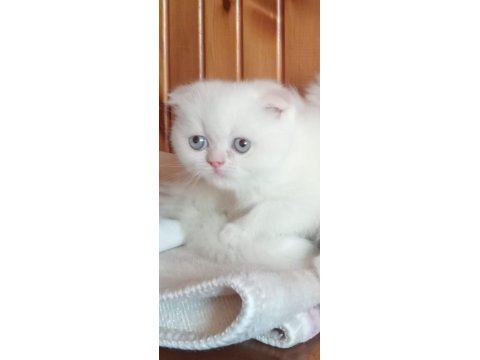 British Longhair Ve Golden Point Yavrularımız