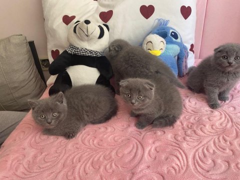 Bal Küpü Scottish Fold Yavrular