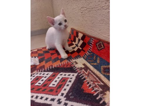 2 Aylık British Bebeklerimiz Sahiplendirilecektir