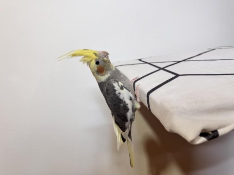 Sultan Papağanı Sahiplendirilecektir