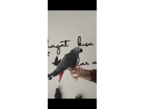 Evcil Jako Papağanı Ve Diğer Papağan Çeşitleri Mevcuttur