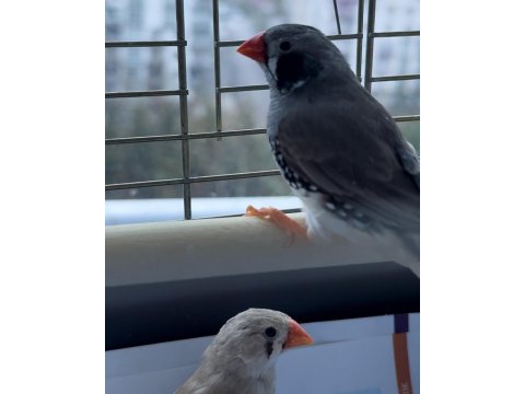 Hint Bülbülü Ankara Damızlık Takımlar