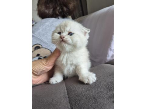 Scottish Fold Yavru Antalya