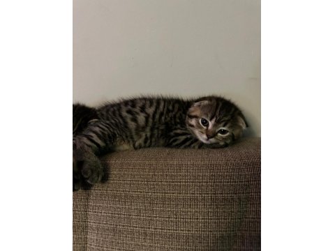 Scottish Fold Erkek