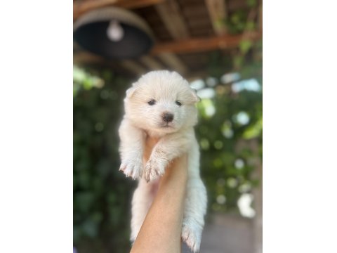 Kar Topu Samoyed Köpekler