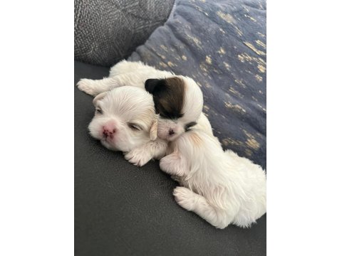 Ev Ortamında Bakılan Kendi Köpeğimizin Yavrularıdır