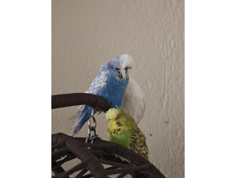 Vasıflı Şov Muhabbet Kuşu