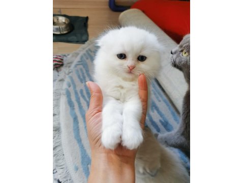 Dişi Kedimize Yuva Arıyoruz