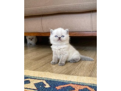 A Kalite British Shorthair Bluepoint Kedimiz