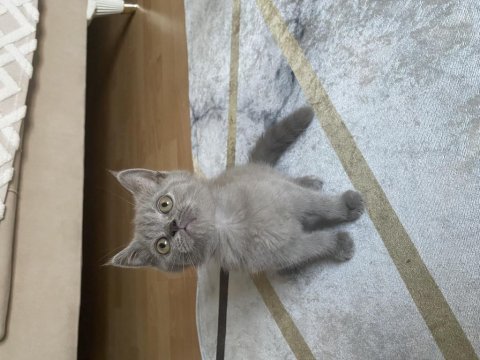 Yavru British Shorthair Kedisi