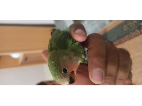 Sevda Papağanı El Besleme