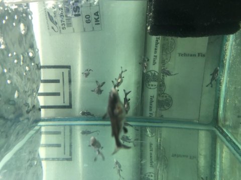 5-6 Cm Boylarda Challenger