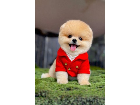Teacup Boy Teddy Bear Garantili Pomeranian Yavrularım