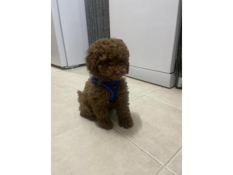 Toy Poodle 4 Aylık