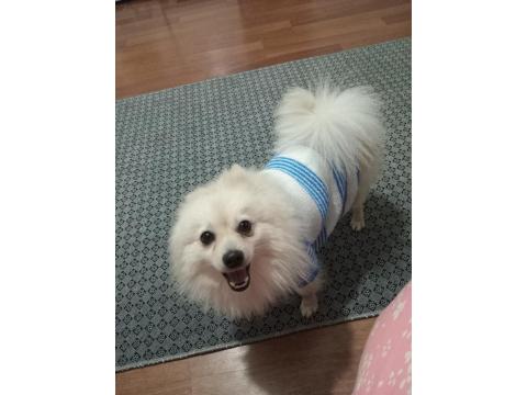 Köpeğimiz Yeni Sahibini Bekliyor