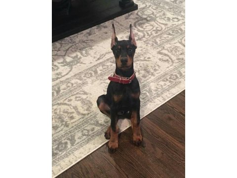 Sağlık Ve Irk Garantili Doberman Köpekleri